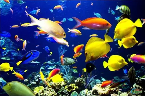 “掌上水族馆”《钓鱼大对决》上线 感恩回馈大放送