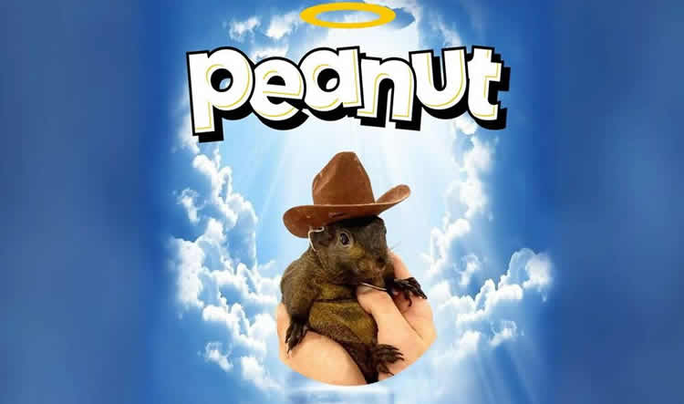 松鼠迷因币$PNUT是什么？PNUT币未来价格预测