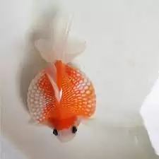 珍珠鳞金鱼有什么独特的鳞片特点