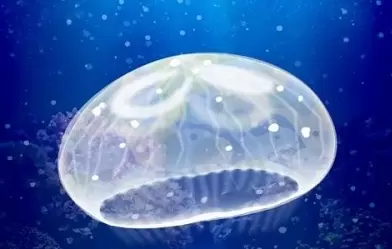 养育水母的治愈游戏版本大全