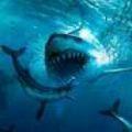 大白鲨模拟器