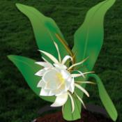 逃脱游戏月下美人安卓版