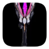 黑暗特利迦变身器模拟器手机版