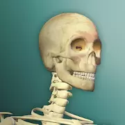 放置人类中文辅助菜单