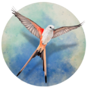 展翅翱翔 手机版