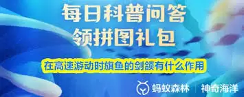 高速游动时旗鱼剑吻有啥用？三大作用解析
