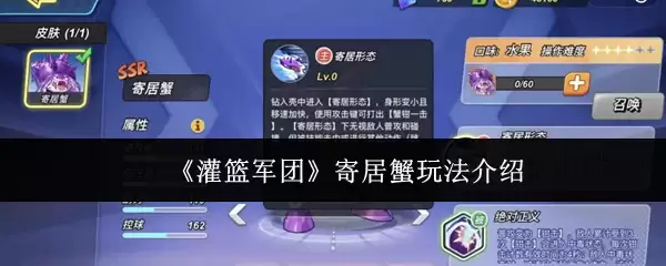 军团寄居蟹饲养技巧：5个步骤轻松打造生态缸