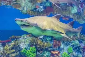 锥齿鲨为何被称作沙虎鲨？揭秘双重命名背后的真相