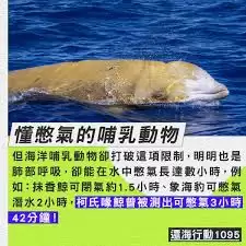 海洋哺乳动物潜水时长揭秘：谁是潜水冠军