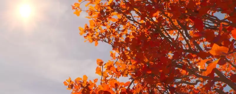 奇异人生重聚结局成就怎么解锁-结局成就解锁指南