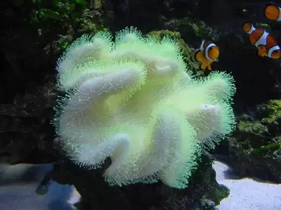 判断珊瑚年龄常用的生理指标有哪些-常用于判断珊瑚年龄的生理指标是什么