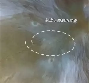 iPhone可以检查宠物身上的虫子吗 iPhone宠物寄生虫检测方法