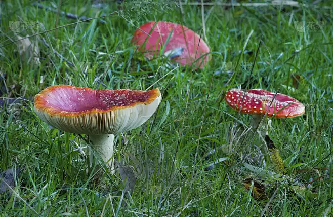 洛克王国世界伞伞菌在哪里