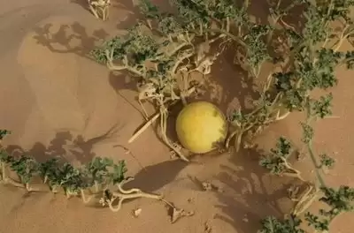 红色沙漠后期吃什么食物好