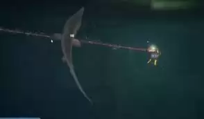 潜水员戴夫如何打哥布林鲨鱼-潜水员戴夫哥布林鲨鱼打法攻略