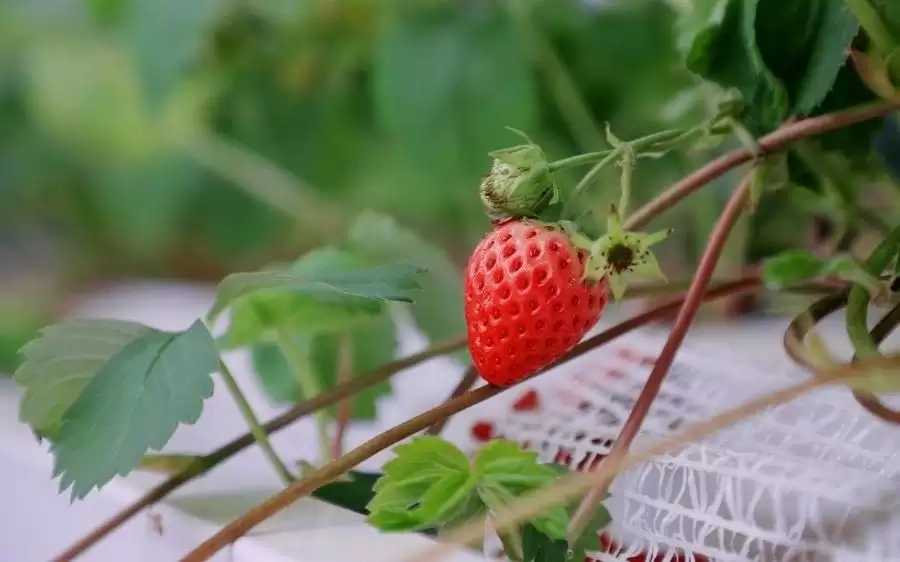 光伏储能、水培种植、AI精控……青年科学家如何破解草莓植物工厂痛点