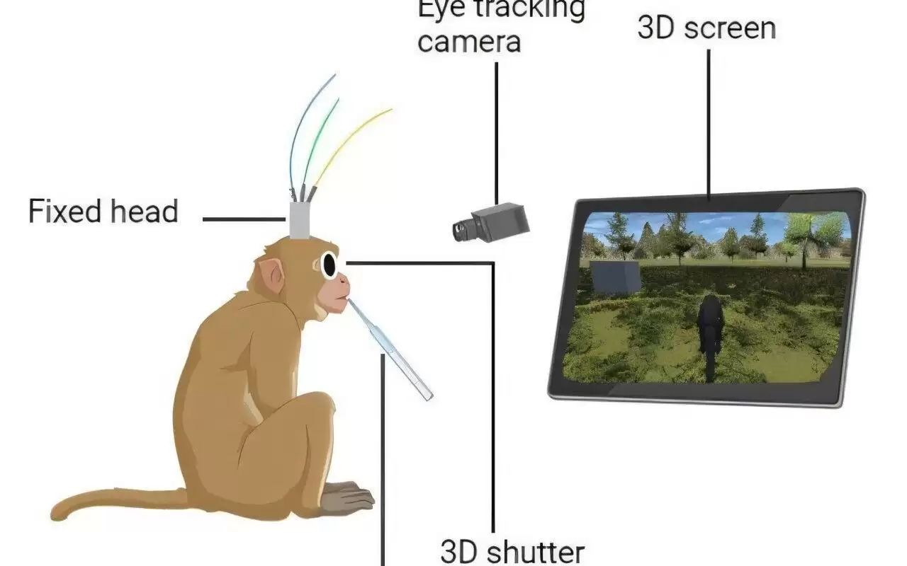 脑机接口让猴子“化身”自由穿梭虚拟森林