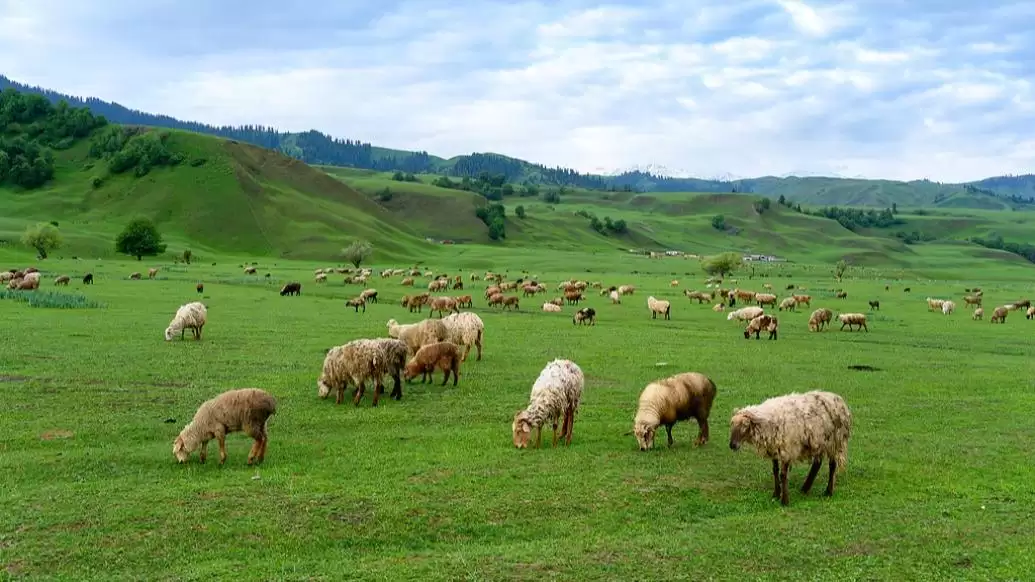 科学家找到绵羊“增脂提质”新方法，助力寒旱区优质羊肉生产